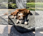Small #1 Boxer Mix