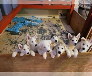 Alaskan Husky-German Shepherd Dog Mix Puppy for sale in LOGANVILLE, GA, USA