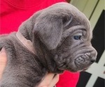 Small Photo #12 Cane Corso Puppy For Sale in WEST MONROE, LA, USA