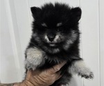 Puppy Puppy 3 Pomeranian