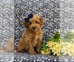 Small Photo #7 Miniature Labradoodle Puppy For Sale in KINZERS, PA, USA