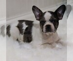 Small Photo #4 Faux Frenchbo Bulldog Puppy For Sale in EAST EARL, PA, USA