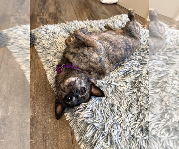 Medium Photo #5 Chihuahua-Unknown Mix Puppy For Sale in Corona, CA, USA