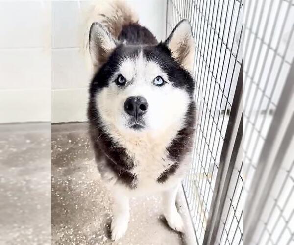 Medium Photo #2 Siberian Husky Puppy For Sale in Houston, TX, USA
