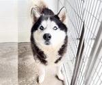 Small #1 Siberian Husky