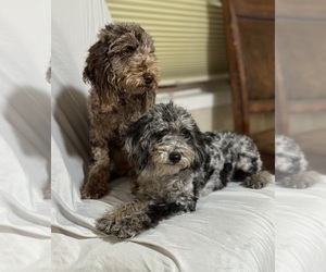 Goldendoodle (Miniature) Puppy for sale in COLORADO SPRINGS, CO, USA