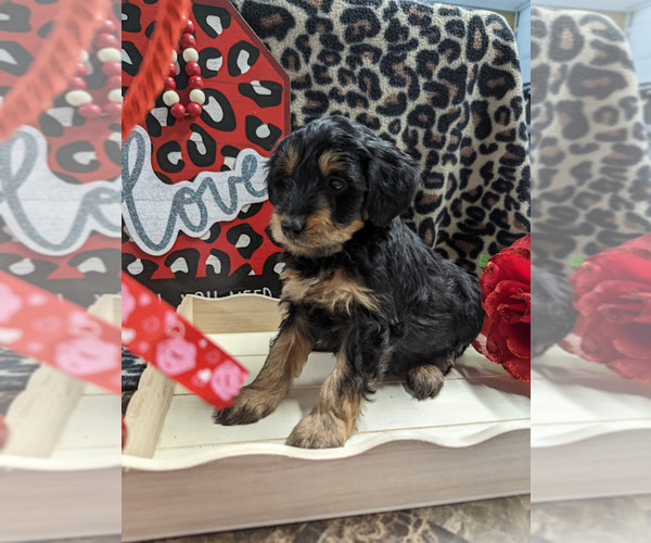 Medium Photo #3 Bernedoodle (Miniature) Puppy For Sale in SPARTA, MO, USA