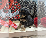 Small Photo #3 Bernedoodle (Miniature) Puppy For Sale in SPARTA, MO, USA