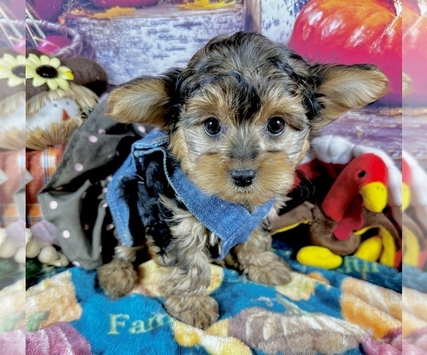 Medium Photo #41 Morkie Puppy For Sale in CASSVILLE, MO, USA