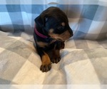 Small Photo #15 Doberman Pinscher Puppy For Sale in PLYMOUTH, MA, USA