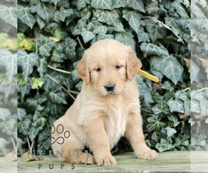 Golden Retriever Puppy for sale in NEW HOLLAND, PA, USA