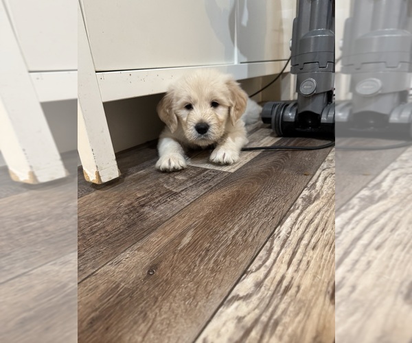 Medium Photo #2 English Cream Golden Retriever-Goldendoodle Mix Puppy For Sale in AUBURN, CA, USA