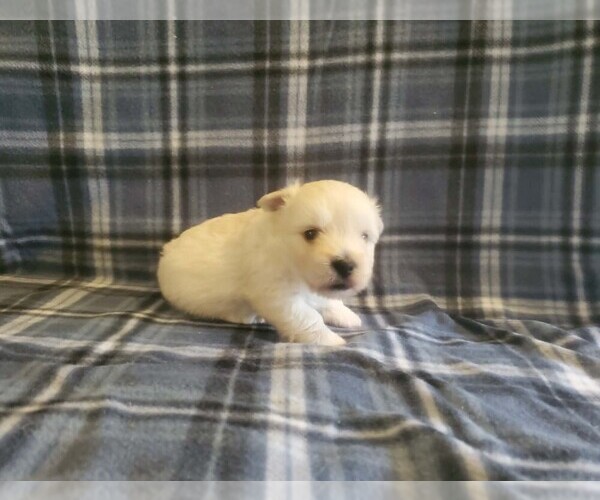 Medium Photo #1 West Highland White Terrier Puppy For Sale in MOUNTAINBURG, AR, USA