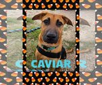 Small Photo #3 Black Mouth Cur-German Shepherd Dog Mix Puppy For Sale in Katy, TX, USA