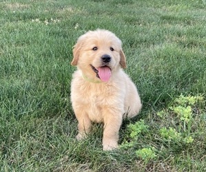 Golden Retriever Puppy for sale in CONGERVILLE, IL, USA