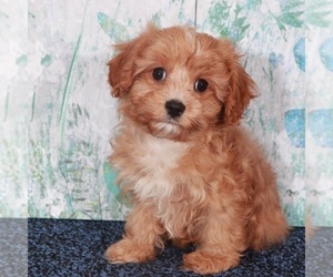 Cavapoo Puppy for sale in MOUNT VERNON, OH, USA