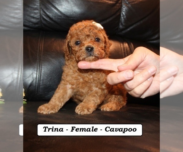 Medium Photo #2 Cavapoo (Miniature) Puppy For Sale in CLARKRANGE, TN, USA