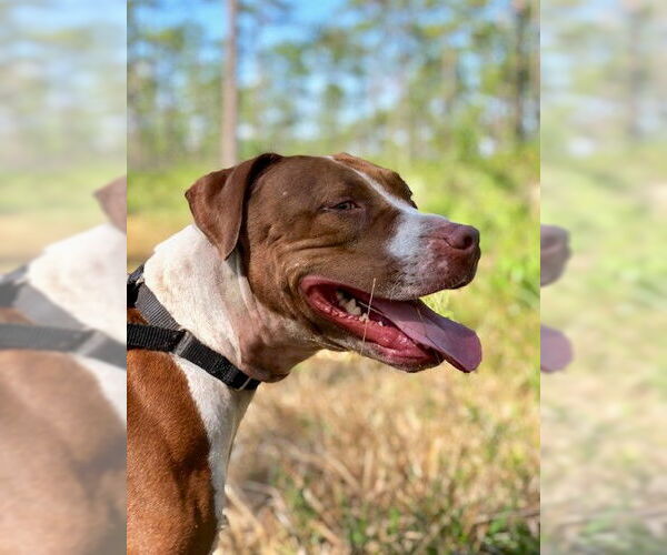 Medium Photo #11 Boxer-Unknown Mix Puppy For Sale in Sanford, FL, USA