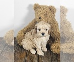Small Photo #4 Cavapoo Puppy For Sale in FAIR GROVE, MO, USA