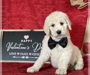 Goldendoodle Puppy for sale in LANCASTER, PA, USA