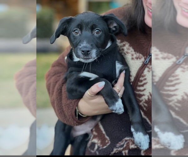 Medium Photo #11 Border Kelpie Puppy For Sale in Dana Point, CA, USA