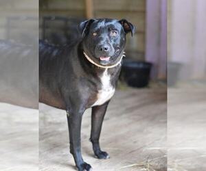 Roxy (Trinity) - Female Labrador Retriever-Unknown Mix Dog for Adoption - Photo #3
