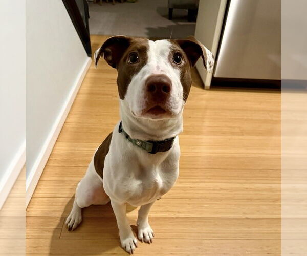 Medium Photo #8 Mutt Puppy For Sale in Boston, MA, USA