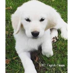 View Ad Golden Retriever Litter Of Puppies For Sale Near Oklahoma