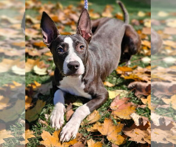 Medium Photo #2 American Pit Bull Terrier-Unknown Mix Puppy For Sale in Talladega, AL, USA