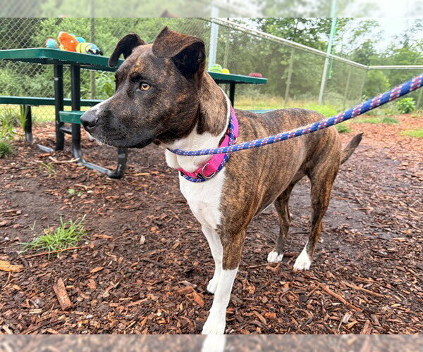 Medium Photo #3 Mutt Puppy For Sale in Waterford, VA, USA