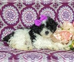 Small Photo #5 Poodle (Miniature) Puppy For Sale in RISING SUN, MD, USA
