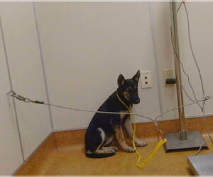 German Shepherd Dog Dogs for adoption in Sacramento, CA, USA
