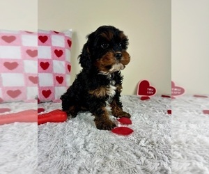 Cavapoo Puppy for sale in GREENFIELD, IN, USA