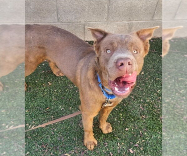 Medium Photo #4 Mutt Puppy For Sale in Lakewood, CO, USA