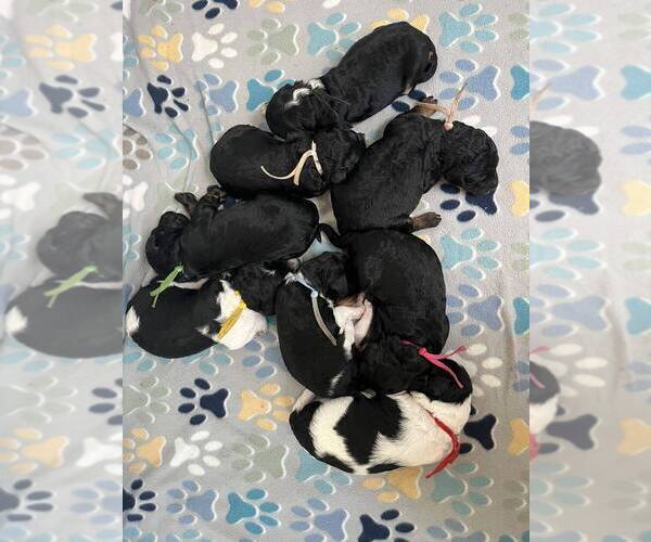 Medium Photo #1 Aussiedoodle Miniature  Puppy For Sale in BUFORD, GA, USA