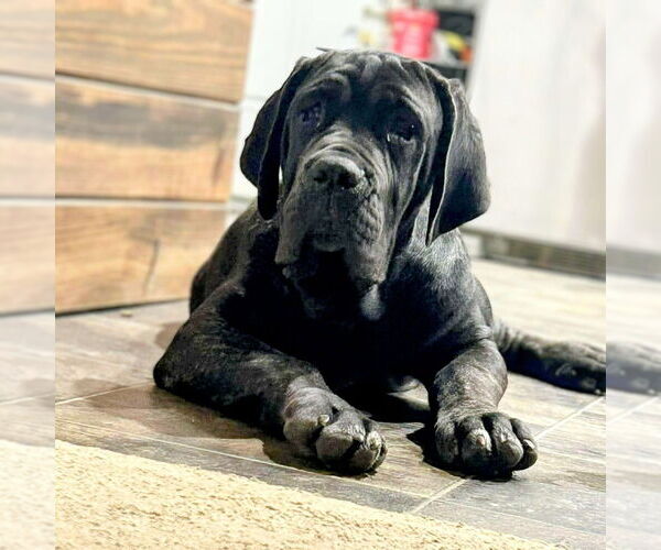 Medium Photo #1 Neapolitan Mastiff Puppy For Sale in Vail, AZ, USA