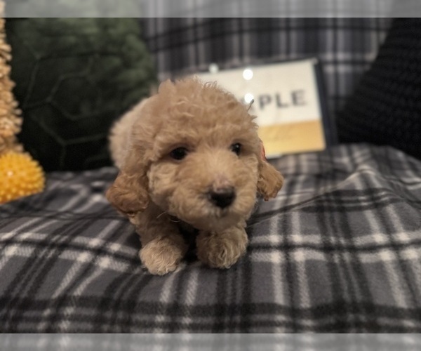 Medium Photo #18 Goldendoodle Puppy For Sale in HARTFORD, CT, USA