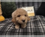 Small #17 Goldendoodle