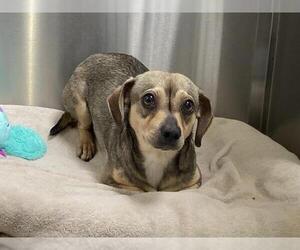Chiweenie Dogs for adoption in Orange, CA, USA