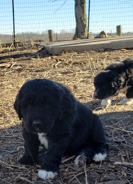 Medium Photo #3 Pyredoodle Puppy For Sale in GOWER, MO, USA