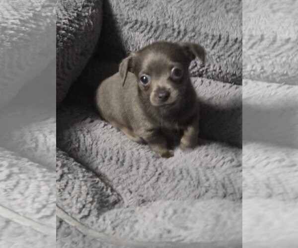 Medium Photo #1 Mutt Puppy For Sale in Spring, TX, USA