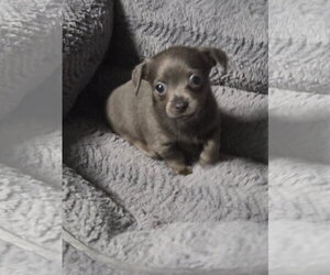 Mutt Dogs for adoption in Spring, TX, USA
