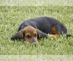 Small Photo #3 Basset Hound Puppy For Sale in MEMPHIS, MO, USA