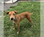 Small #1 American Pit Bull Terrier Mix
