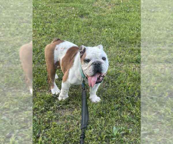Medium Photo #3 Bulldog Puppy For Sale in Evansville, IN, USA