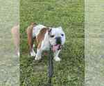 Small #2 Bulldog