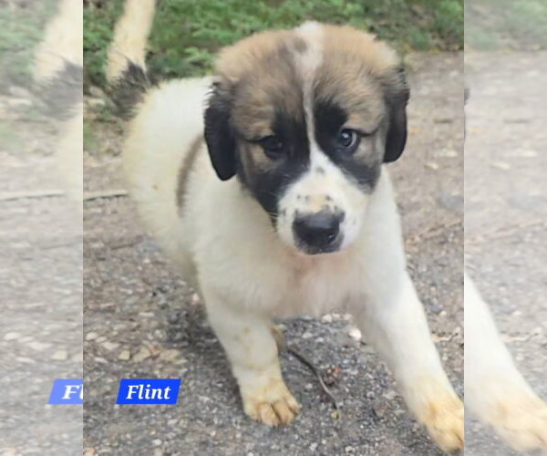Medium Photo #2 Great Pyrenees-Unknown Mix Puppy For Sale in Alexander, AR, USA