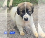 Small #1 Great Pyrenees Mix
