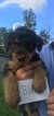 Puppy 5 Airedale Terrier