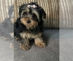 Small #9 Yorkipoo